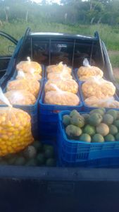 #REFORMA E AMPLIAÇÃO DA UNIDADE DE BENEFICIAMENTO DE FRUTOS DO CERRADO E DE QUINTAIS DA ASSUSBAC imagem 6