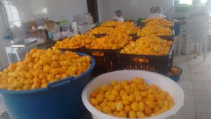 #REFORMA E AMPLIAÇÃO DA UNIDADE DE BENEFICIAMENTO DE FRUTOS DO CERRADO E DE QUINTAIS DA ASSUSBAC imagem 8