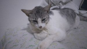 JOSÉ CONTRA PIF imagem 6