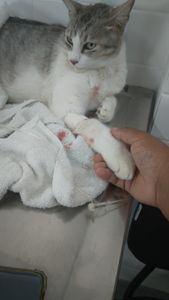 JOSÉ CONTRA PIF - JOSÉ CONTRA PIF