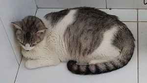 JOSÉ CONTRA PIF imagem 7