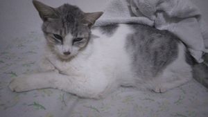 Vaquinha Online - JOSÉ CONTRA PIF