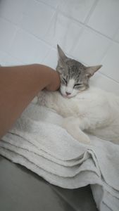 Animais - JOSÉ CONTRA PIF