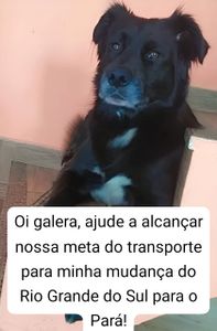 Caxias do Sul/RS - Transporte do Ursinho 