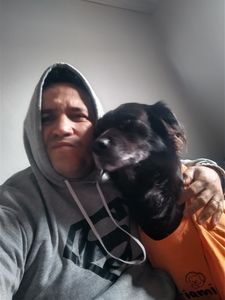 Transporte do Ursinho  imagem 9