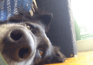 Transporte do Ursinho  imagem 7