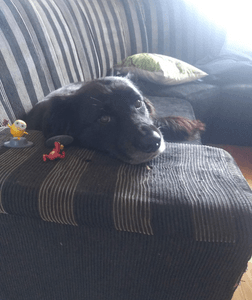 Transporte do Ursinho  imagem 8