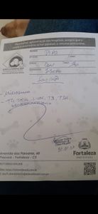 Animais - Ajude o Pipo no seu diagnóstico e tratamento 