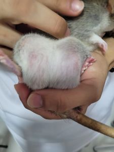 Vaquinha Online - Cirurgia da Kali