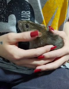 Cirurgia Kali - Cirurgia da Kali