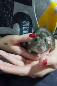 Bauru/SP - Cirurgia da Kali