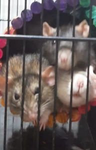 Animais - Cirurgia da Kali