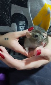 Cirurgia da Kali imagem 6