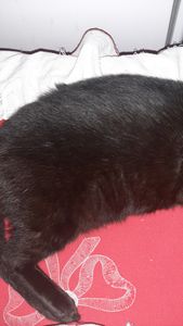 Infecção urinária no meu gato - Me ajude a pagar o tratamento para Infecção urinária 