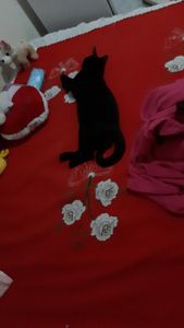 Animais - Me ajude a pagar o tratamento para Infecção urinária 