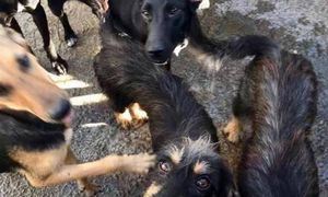 Vaquinha Online - De a eles uma chance