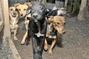 Animais - De a eles uma chance