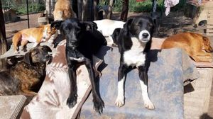 Eles precisam de uma chance  - De a eles uma chance