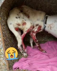 Por Favor, Ajude Frederico a se curar da Esporotricose! imagem 6