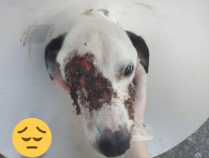 Animais - Por Favor, Ajude Frederico a se curar da Esporotricose!