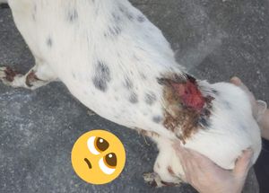 Recife/PE - Por Favor, Ajude Frederico a se curar da Esporotricose!