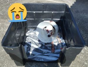 Vaquinha Online - Por Favor, Ajude Frederico a se curar da Esporotricose!