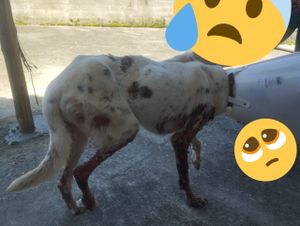 Por Favor, Ajude Frederico a se curar da Esporotricose! - Por Favor, Ajude Frederico a se curar da Esporotricose!