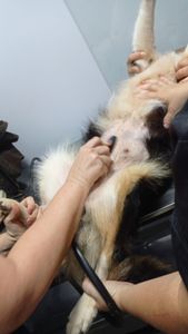 Vaquinha Online - Ajude a Lessie - Tratamento contra câncer