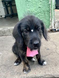 Animais - Vacinas para a Pretinha (Janete ou Sulvinéia)