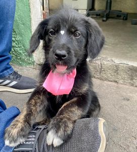 Vaquinha Online - Vacinas para a Pretinha (Janete ou Sulvinéia)