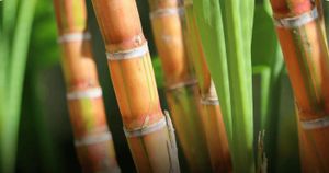 Seja investidor em uma operação de exportação de açucar imagem 8