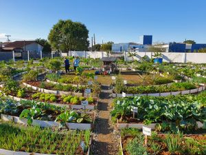 Fortaleça Nossa Comunidade: Semeando Juntos o Futuro imagem 8