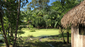 Meio ambiente - Yawanawa Solar