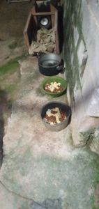 Animais - Ajudar a quem fala com os olhos 