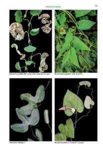 Piracicaba/SP - Guia das Plantas das Dunas e Restingas