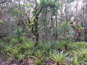 Guia das Plantas das Dunas e Restingas