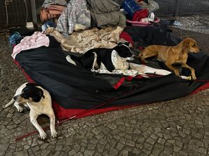 São Paulo/SP - PROJETO ENCERRADO: Ajude Thaciane e seus cães a se manterem unidos – Contribua para o Lar Temporário!