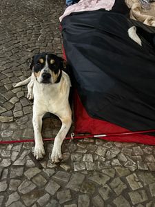 PROJETO ENCERRADO: Ajude Thaciane e seus cães a se manterem unidos – Contribua para o Lar Temporário!