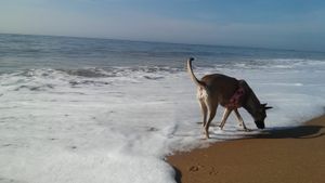 Vaquinha - ReComeço pra mim e pra Violeta 