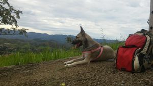 ReComeço pra mim e pra Violeta  imagem 6