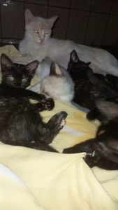 Animais - Ração Para os Gatinhos