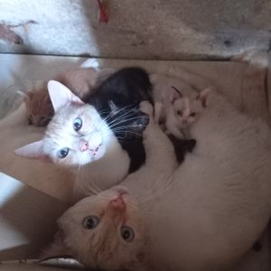 São Paulo/SP - Ração Para os Gatinhos