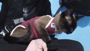 Contribua Com os Exames da Fofuxa!