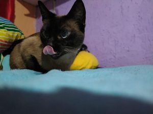 Vaquinha Online - Contribua Com os Exames da Fofuxa!