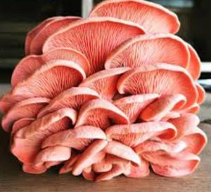 Projeto Cogumelo  imagem 9