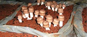 Empreendedorismo e Pequenos Negócios - Projeto Cogumelo 