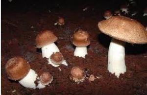 Crowdfunding - Projeto Cogumelo 