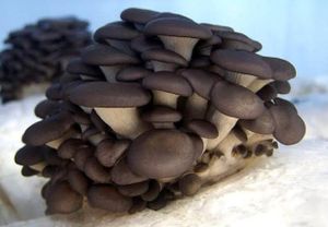 Projeto Cogumelo  imagem 7