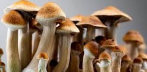 Projeto Cogumelo  imagem 8