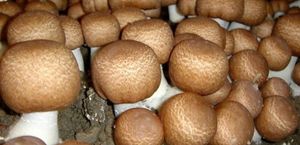 Curitiba/PR - Projeto Cogumelo 